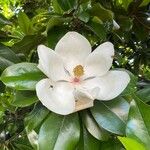Magnolia virginiana Blomma