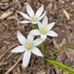 Ornithogalum gussonei Flower