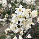 Prunus spinosa Flower