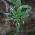 Sauvagesia erecta Leaf