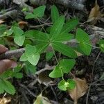 Euphorbia dulcis Leaf