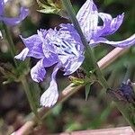 Cichorium intybus Blomma