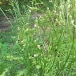 Valeriana dentata Blatt