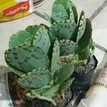 Kalanchoe marmorata Folha