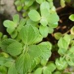 Plectranthus ornatus Leaf