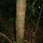 Lecythis idatimon Bark