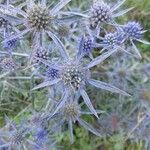 Eryngium amethystinum Floare