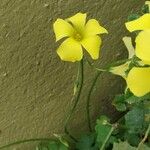 Oxalis pes-capraeBlomst