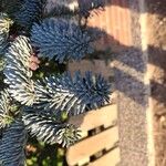 Abies procera Лист