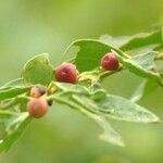 Breynia vitis-idaea Plod