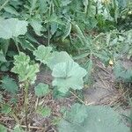 Malva pusilla Leaf