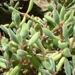 Crassula rogersii Hoja