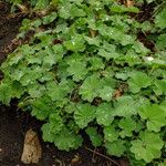 Alchemilla vulgaris Hábito