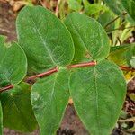 Hypericum androsaemum Liść