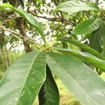 Chrysophyllum venezuelanense Hoja