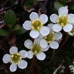 Diapensia lapponica Fiore