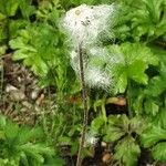 Anemonoides sylvestris Fruit