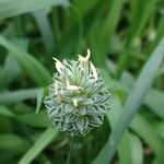 Phalaris canariensis 花