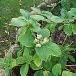 Hydrangea macrophyllaLeht