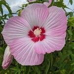 Hibiscus moscheutosÇiçek