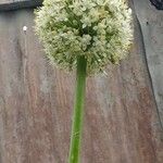 Allium ascalonicum Leaf