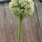 Allium ascalonicum List