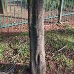 Stenocarpus sinuatus Kéreg/szár