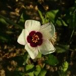 Hibiscus trionum Kvet