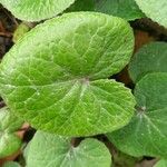 Petasites pyrenaicus Leaf