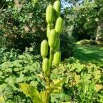 Cardiocrinum giganteum Fruto