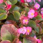 Begonia cucullataFlower