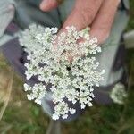 Daucus carotaफूल