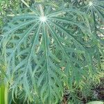 Jatropha multifida Blad