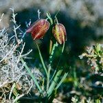 Fritillaria lusitanica Цвят