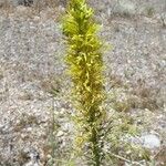 Stanleya pinnata Flower