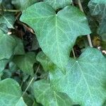 Hedera helix葉