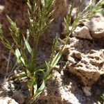 Eragrostis nigricans Plante entière