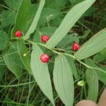 Streptopus lanceolatus Fruchs