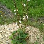 Campanula alliariifolia Vekstform