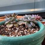 Echeveria laui Hoja