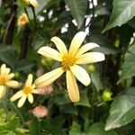 Senecio macroglossus Blomma