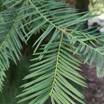 Torreya californica Folha