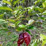 Diospyros borbonica ശീലം