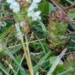 Prunella laciniata Fula