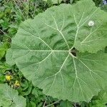 Petasites hybridus Leaf