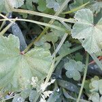 Malva nicaeensis Blad