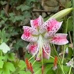 Lilium kelloggii Flower