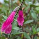 Salvia buchananii 花