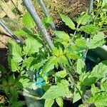 Solanum pimpinellifolium Blad