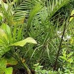 Phoenix canariensis Habit